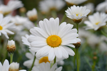 Obraz na płótnie Canvas White Marguerite daisy