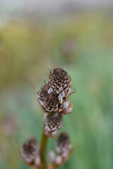 Summer Asphodel