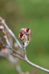 Flowering Dogwood Cherokee Chief