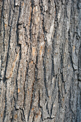 Common catalpa