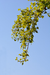 Lombardy poplar