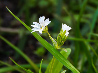 beautiful flowers bloom in spring, white flower