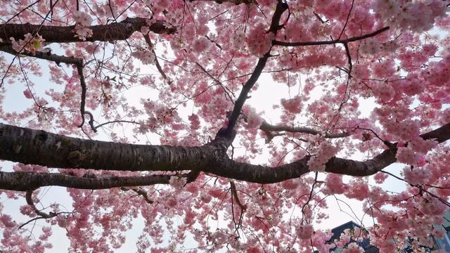 The cherry blossoms are so beautiful under the sun. Low-angle shot