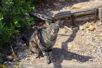 Fototapeta na wymiar Stray cat sitting on the downhill path leading to the sea. A gray cat with spots on the untidy path. Tuscany, Italy.