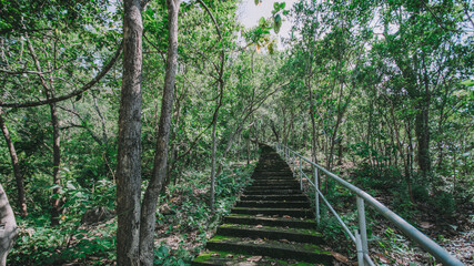 Obraz premium A path in the forest.