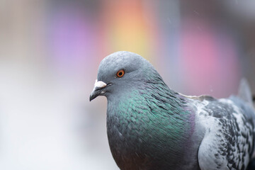 portrait of a gray dove with tints