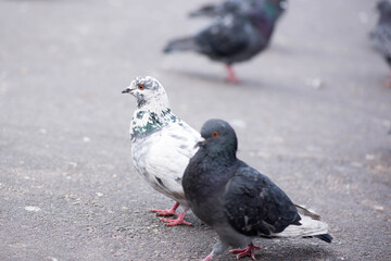 two pigeons are walking in the park