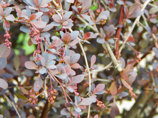 a rose shrub that turns green in the spring before flowering