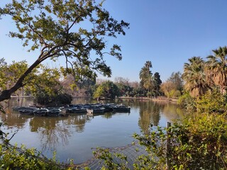 lake in the forest