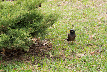 a small bird with a yellow beak sits on the grass