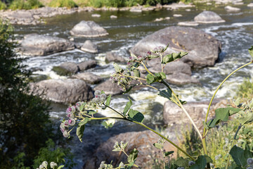 Prickly woolly burdock flowers are in the garden in summer on a blurred green background. Vertical