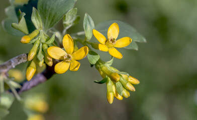 Buffalo Currant (Ribes aureum) in orchard, Moscow region, Russia