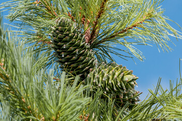Korean Pine (Pinus koraiensis) in garden, Moscow region, Russia