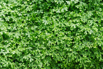 Closeup image of Selaginella spp. fern or Spike Moss in the garden