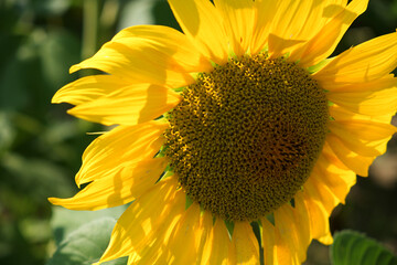 Naklejka premium Single sunflower flower on a blurred background, close-up.