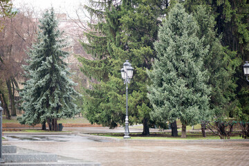 lantern and beautiful spruce trees wet from the rain in the park of Almaty