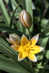 Late Tulip (Tulipa tarda) in garden