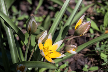 Late Tulip (Tulipa tarda) in garden