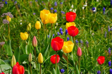 colorful flower meadow in spring with red yellow blue pink flowers especially tulips
