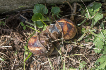 Wild brown snails in the breeding process