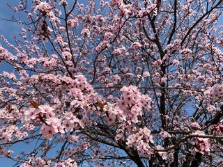 Sakure trees blooming