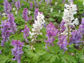 flowers in the forest