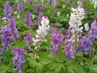 Obraz premium flowers in the forest