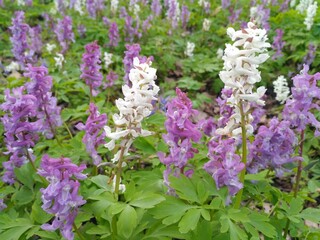 Obraz premium flowers in the forest