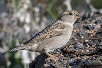 sparrow bird sitting on a wood