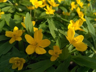 Obraz premium yellow flowers