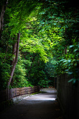 Obraz premium 鶴岡八幡宮の祖霊社付近の小道(鎌倉市雪ノ下)