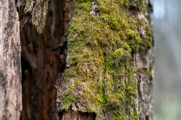 old tree stump. dead tree. tree covered with moss. deep hollow of a tree. photo with shallow depth of field