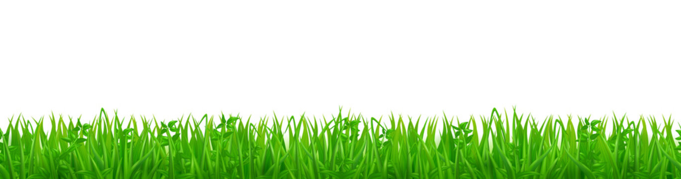 Green grass on spring lawn or field. Horizontal seamless pattern with grassland. Vector realistic border of summer meadow plants and weed isolated on white background