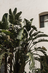 Tropical palm tree with lush green leaves near white house, resort building. Travel, summer vacation concept