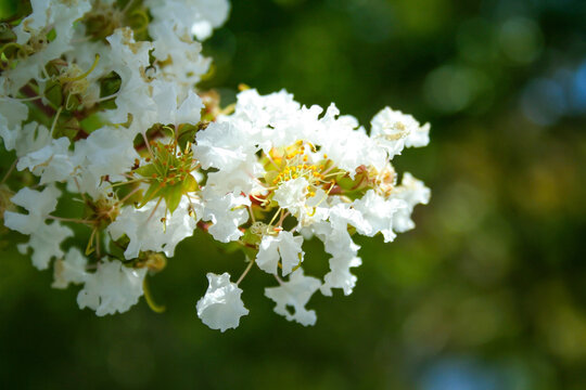 A Cluster Of White Crepe Myrtle Flowers Against Blurred Leaves. Blooming Lagerstroemia Indica In Melbourne Australia. Also Known As Crepe Flower.