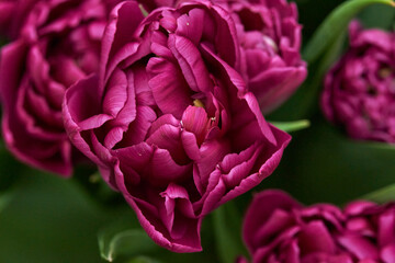 Purple double peony tulip close up. Floral background