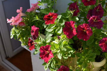Bright colorful petunia flowers grow in container small garden on the balcony.