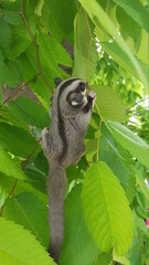 owl in tree