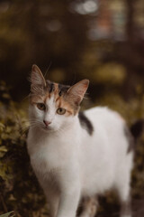 portrait of a cat on the street