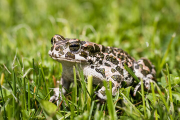 European green toad (Bufotes viridis) in grass. Frog in garden