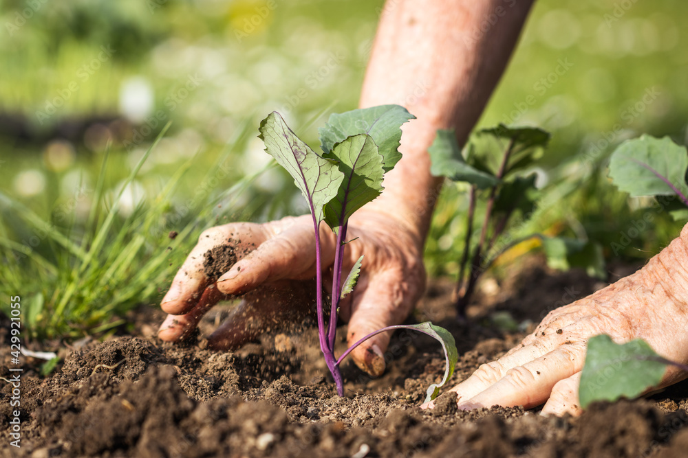 Sticker Planting kohlrabi seedling in organic garden. Gardening at spring. Farmer hands working in vegetable bed. Selective focus and motion