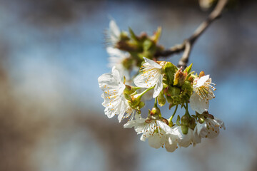 Cherry blossom. Blooming branch of cherry tree at spring. Selective focus