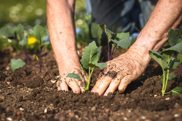 Planting kohlrabi seedling in organic garden. Gardening at spring. Farmer hands working in vegetable bed - obrazy, fototapety, plakaty