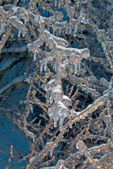 Forest after icy rain, Moscow region, Russia