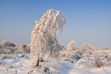 Forest after icy rain, Moscow region, Russia
