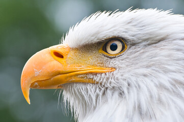 Weißkopfseeadler (Haliaeetus leucocephalus) - Portrait