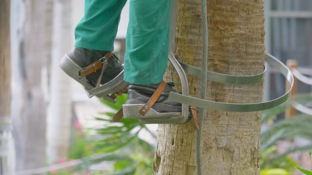Climbing up the palm tree for pruning the palm leaves in 4k slow motion 60fps
