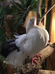 white duck in the nest