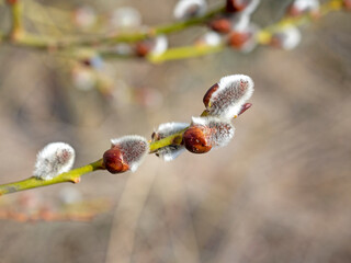 close-up of a willow branch with opening buds. The arrival of spring, the revival of nature. Blurred background, selective focus