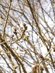 willow branches with open buds. Tree branches in the background. Spring, April, vertical photo